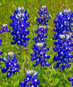 Lupine Bluebonnet paint by numbers