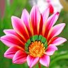 Gazania-flower-paint-by-number