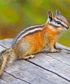 Least Chipmunk Animal paint by numbers