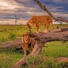 MOH_Lions-and-Lioness-in-Africa
