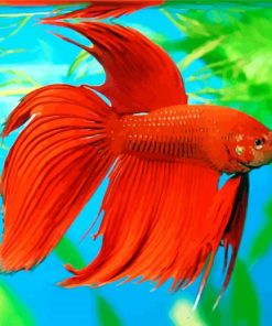 Orange Betta fish paint by numbers