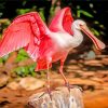 Pink Bird Roseate spoonbill paint by numbers