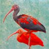 Red Black Scarlet Ibis Birds paint by numbers