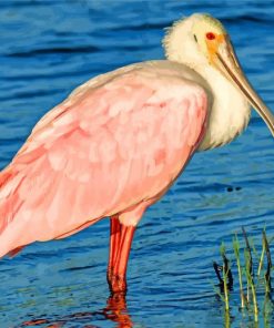 Roseate spoonbill Bird paint by number