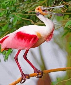 Roseate spoonbill On Stick paint by numbers