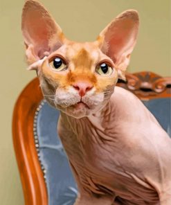 Sphinx Cat Animal paint by number