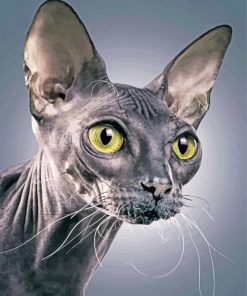 Sphinx cat paint by number