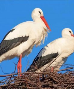 Stork Birds paint by numbers
