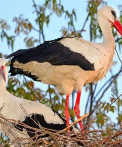 White Stork Birds paint by number