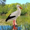 White Stork Ciconia Bird paint by numbers