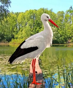 White Stork Ciconia Bird paint by numbers