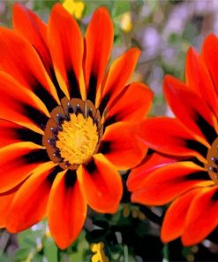 african-daisies-gazania-paint-by-numbers