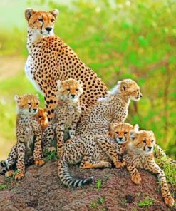 Cheetah Cubs With Mother paint by numbers