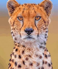 Cheetah Wild Animal paint by numbers