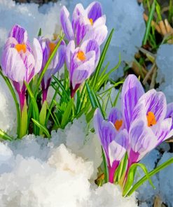 Crocus In The Snow paint by number