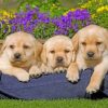 Yellow Labrador Puppies paint by numbers