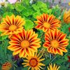 gazania-flowers-paint-by-numbers