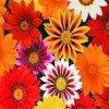 gazania-paint-by-numbers