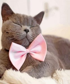 Gray Cat With Pink Bow Paint By Numbers