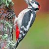 great-spotted-woodpecker-paint-by-numbers