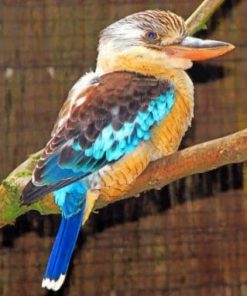Blue Winged Kookaburra paint by numbers