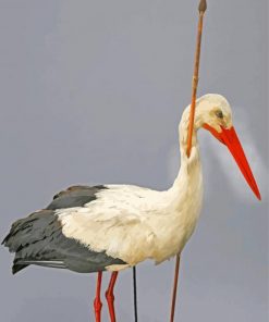 stork Bird Animal paint by numbers