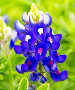 Texas Bluebonnet paint by numbers