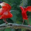 Scarlet Ibis Birds paint by numbers