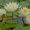 water-lily-flowers (1)