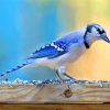 Aesthetic Blue Jay paint by number