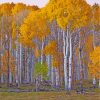 Birch Trees paint by numbers