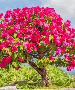 Bougainvillea Bonsai paint by numbers