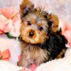 Brown Morkie Dog paint by numbers
