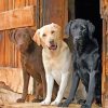 Labrador Retriever dogs paint by number
