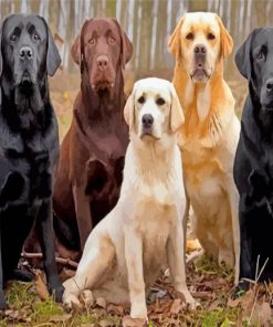 Labrador Retrievers paint by number