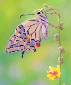 Lepidoptera butterfly paint by number