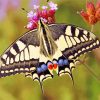 Lepidoptera swallowtail butterfly paint by numbers