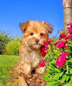 Morkie And Flowers paint by numbers