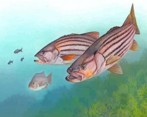 Striped bass fishes s paint by numbers