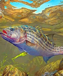 Striper Bass Fish paint by numbers