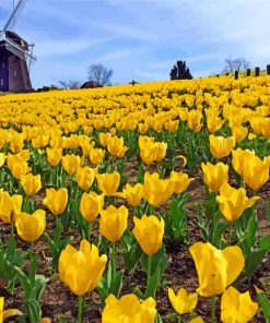 Tsurumi Ryokuchi Park Yellow Tulips paint by number