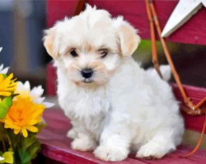 White morkie Dog paint by number