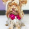 Yorkie With Tie Bow paint by numbers