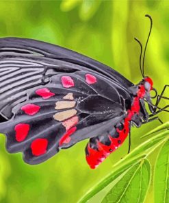Black Lepidoptera paint by number