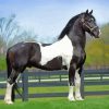 black and white Friesian horse paint by numbers