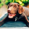 Labrador Retriever Puppy paint by numbers