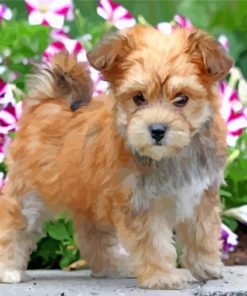 Blonde Morkie Dog paint by number