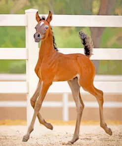 brown Foal paint by number