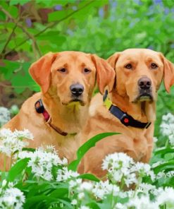 Brown Labrador Retrievers paint by numbers