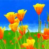 California Poppies paint by numbers